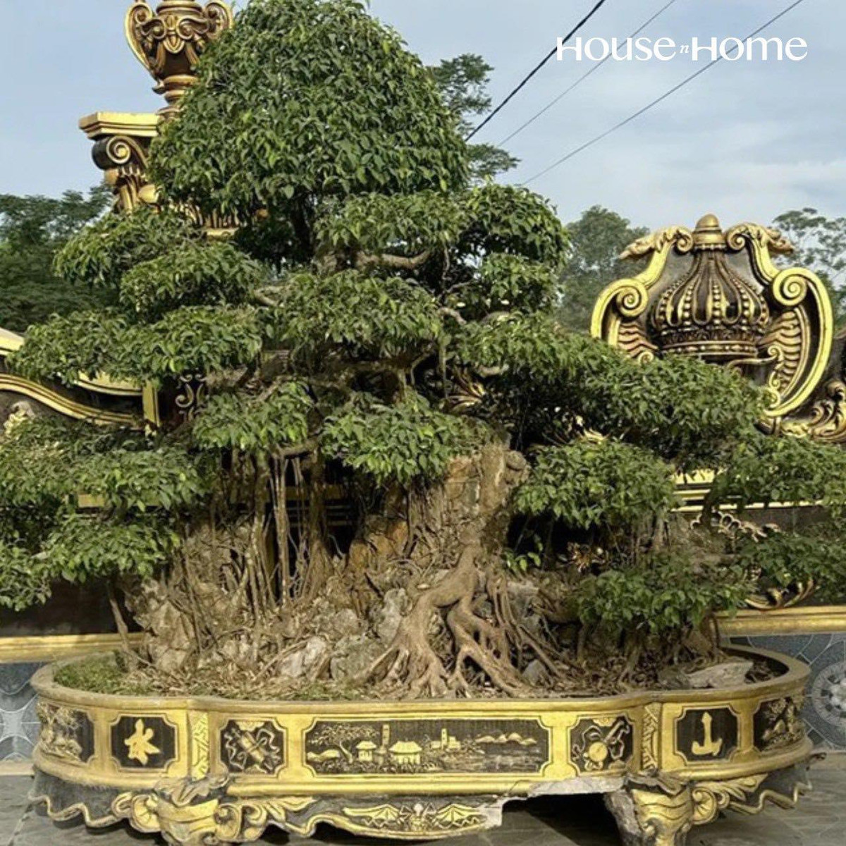 Cận cảnh một cây bonsai được cắt tỉa tạo hình cẩn thận, có giá trị của vị "đại gia đồng nát".