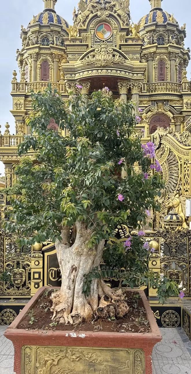 Gốc sanh cổ trị giá 110 triệu đồng (ảnh trái) và cây săng lẻ ghép hoa bằng lăng Thái trị giá 35 triệu đồng.