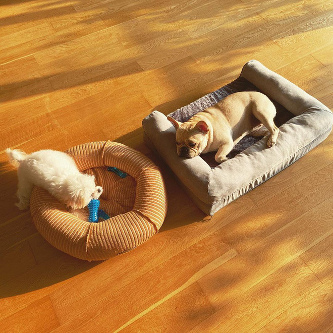 Rinnie thường xuyên chơi cùng Sushi, cún cưng mà Phillip Nguyễn đã nuôi một năm trời. Được biết, giống chó cưng của Linh Rin là maltese và có giá 65 triệu đồng.