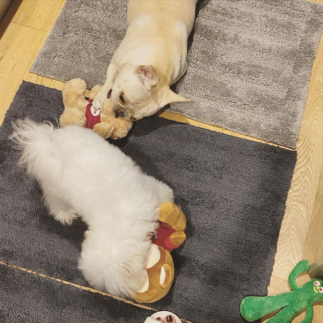 Thế nhưng chả được bao lâu, cặp đôi lộ bằng chứng tái hợp, khi hot girl Linh Rin bắt đầu nuôi một chú cún tên Rinne.