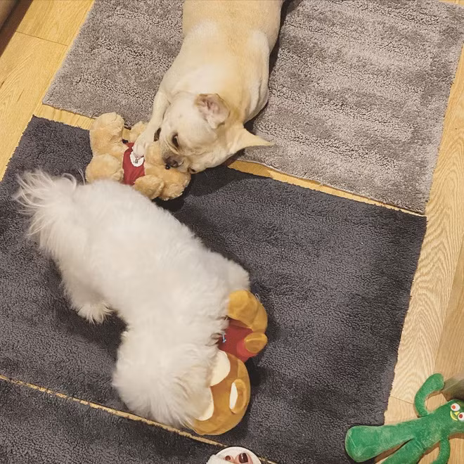 Thế nhưng chả được bao lâu, cặp đôi lộ bằng chứng tái hợp, khi hot girl Linh Rin bắt đầu nuôi một chú cún tên Rinne.