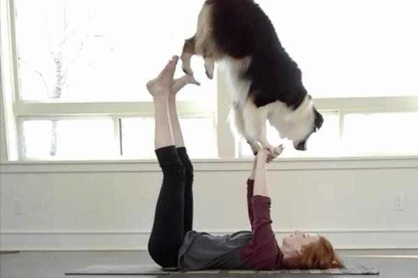 Câu chuyện chó mèo cùng tập yoga cùng chủ luôn khiến nhiều người quan tâm và thích thú. Một chú chó tên Secret nổi lên nhờ những video tập luyện cực chuyên nghiệp cùng cô chủ Mary.