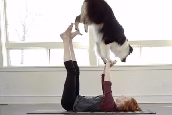 Câu chuyện chó mèo cùng tập yoga cùng chủ luôn khiến nhiều người quan tâm và thích thú. Một chú chó tên Secret nổi lên nhờ những video tập luyện cực chuyên nghiệp cùng cô chủ Mary.