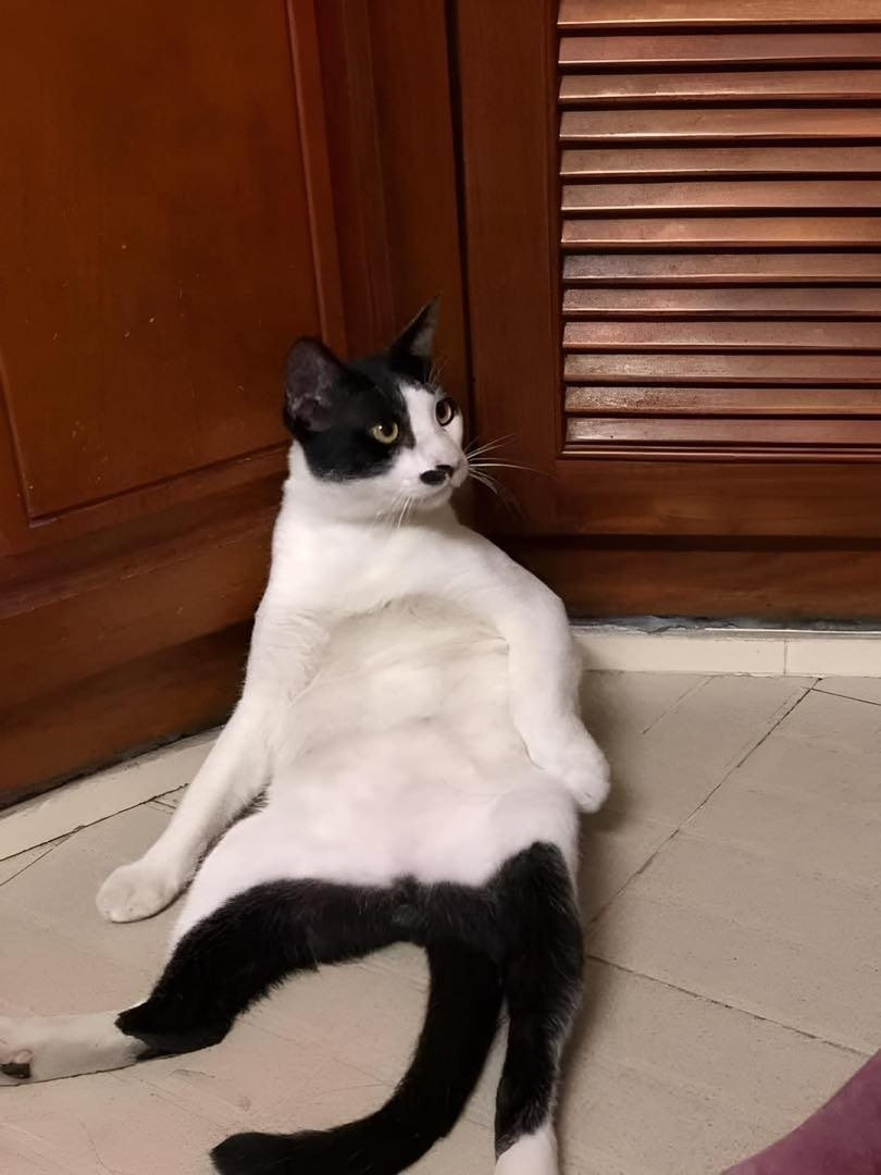 Nhiều người đã bày tỏ cảm xúc trước biểu cảm của chú mèo đam mê yoga này: "Đáng yêu quá vậy, mèo nhà người ta thế còn mèo nhà mình toàn báo", "làm huẩn luyện viên yoga được rồi nha, động tác chuẩn như thế kia cơ mà".