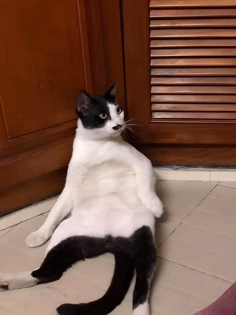 Nhiều người đã bày tỏ cảm xúc trước biểu cảm của chú mèo đam mê yoga này: "Đáng yêu quá vậy, mèo nhà người ta thế còn mèo nhà mình toàn báo", "làm huẩn luyện viên yoga được rồi nha, động tác chuẩn như thế kia cơ mà".