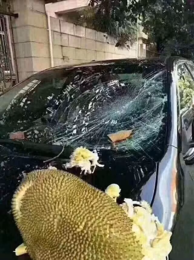 Trước đó, cũng đã có một số vụ việc tương tự, chủ xe đỗ xe qua đêm dưới gốc cây, đến khi sáng ra thì...bắt gặp phải cảnh này đây.