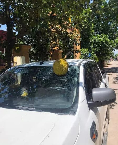 Quả mít nằm chiễm chệ trên nóc xe ô tô khiến chủ xe không biết nên khóc hay nên cười.