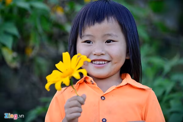 Dã quỳ khoe sắc vàng trên những con đường nơi rẻo cao. Con đường đến đồi chè Tân Lập, Pa Phách hay những con đường đất quanh thị trấn Mộc Châu là địa điểm lý tưởng để ngắm loài hoa “mặt trời nhỏ” này.