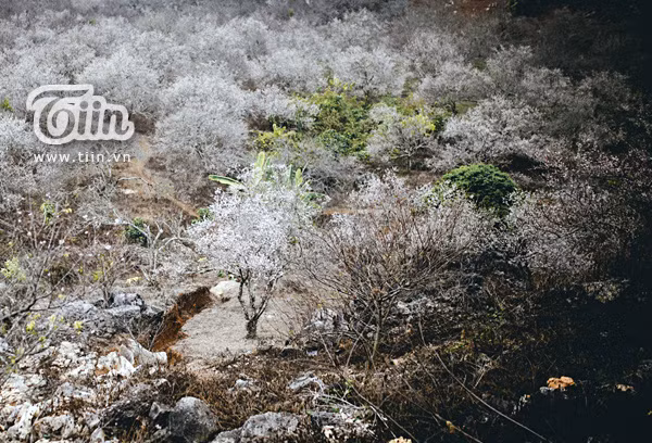 Trên những thân cây xù xì, mốc thếch, khi lớp vỏ hồng xòe dần ra là những cánh trắng bung tinh khiết.