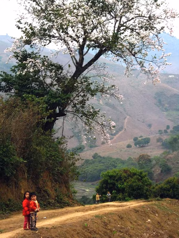 Khu vực có nhiều hoa ban là xã Chiền Hắc, trên sườn núi, dưới thung lũng hoa ban trắng ngần, phủ kín một vùng trời đẹp bình yên.