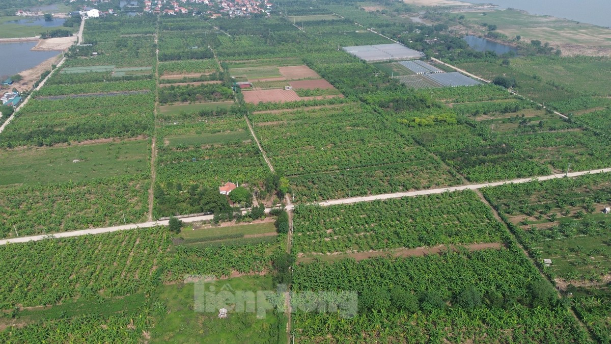 Ông Nguyễn Văn Phấn, Phó Chủ tịch UBND xã Nam Hồng (huyện Phú Xuyên) cho biết, bão số 3 đã gây ngập nhiều khu dân cư và hàng trăm ha sản xuất nông nghiệp ngoài bãi sông Hồng. Sau khi nước rút, chính quyền địa phương hướng dẫn người dân cải tạo đất, trồng các loại cây ngắn ngày, rau vụ đông... đến nay, ngành nông nghiệp đã cơ bản phục hồi.