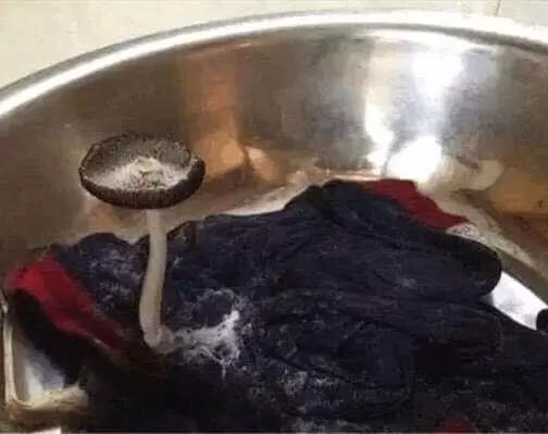 Quần áo ngâm lâu ngày đến nỗi nấm còn sinh trưởng.