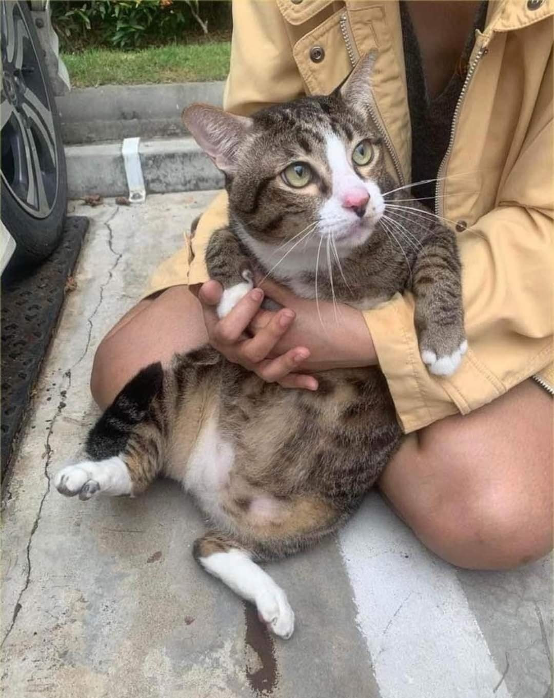 Chú mèo nói trên tên Shifu, nặng 8,5kg, rơi từ ban công tầng 6 một chung cư ở Bangkok (Thái Lan).