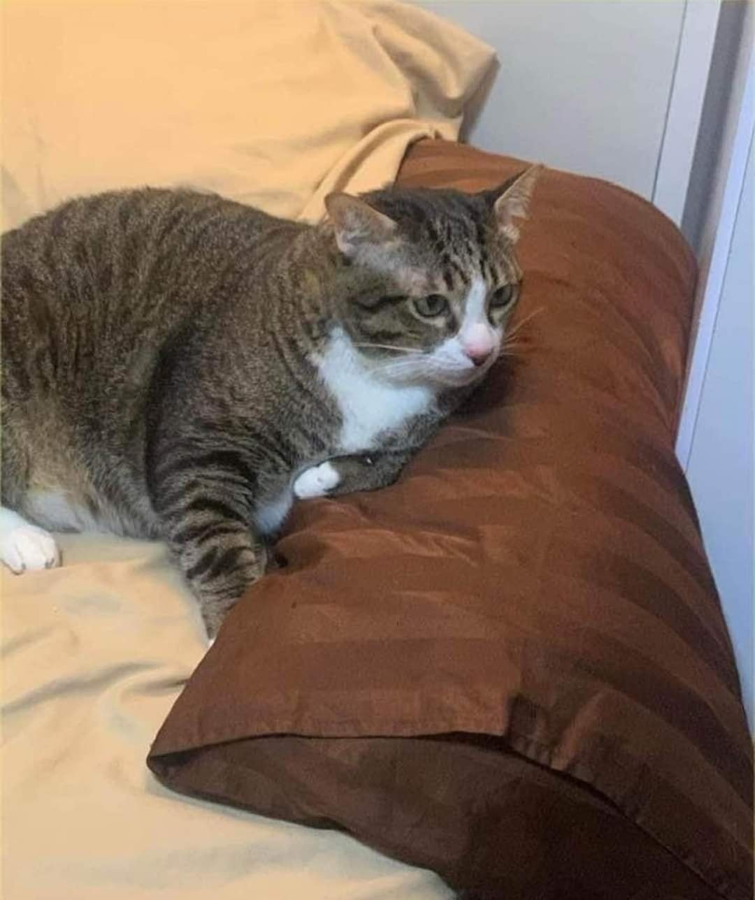 Shifu được đưa đến bác sĩ thú y, trên người có nhiều vết bầm tím, hai móng vuốt bị gãy và mũi sưng tấy do va vào kính, nhưng không nguy hiểm đến tính mạng.