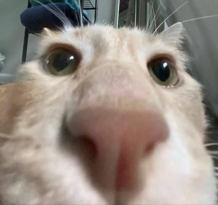 Nhìn chiếc mũi hồng hồng này thì chắc là quàng thượng nghịch ngợm rồi.