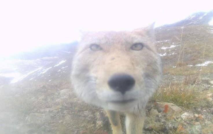 Gương mặt của "cáo già gian ác" trong truyện cổ tích là đây sao.