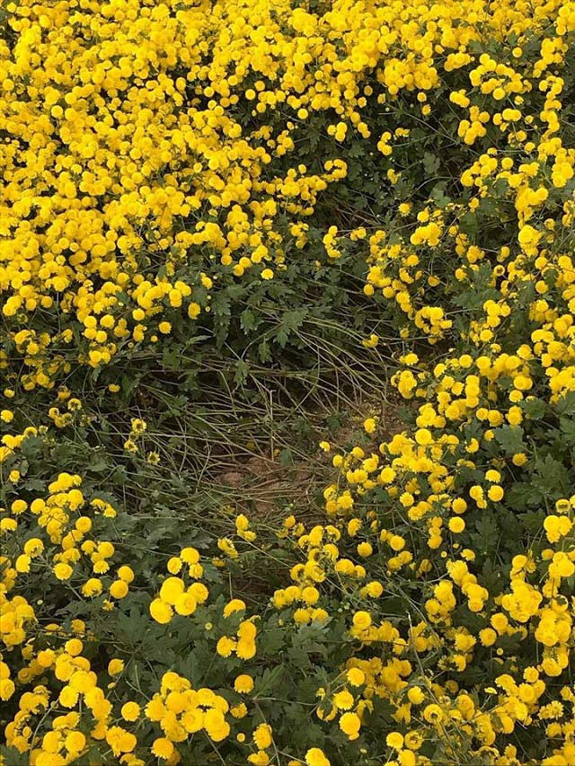 Cụ thể, vườn hoa cúc được chia thành nhiều luống hoa, có đường đi ở giữa để phục vụ việc tưới cây, vào chụp hình của các chị em. Thế nhưng chụp thế thì không đẹp, nhiều người muốn có bức ảnh hoa phủ xung quanh nên không ngần ngại dẫm thẳng vào vườn hoa hoặc ngang nhiên nằm vào luống hoa.