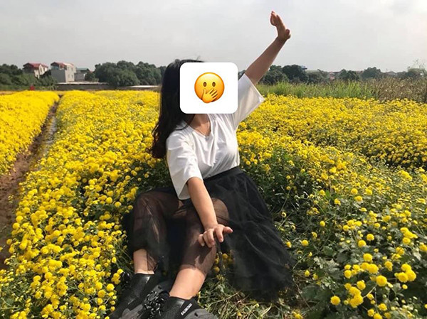 Kế quả là vườn hoa vàng đang đều tăm tắp tự dưng bị bẹp, dập nát hết cả. Những hình ảnh này ngay sau khi xuất hiện đã khiến nhiều người cực kỳ phẫn nộ và cho rằng các chủ vườn nên cấm việc vào phá hoại hoa như vậy.