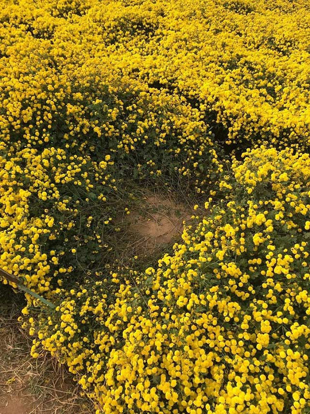 Mới đây, những hành động bất chấp chụp hình sống ảo được chia sẻ rầm rộ trên mạng xã hội khiến các chị em mất điểm hoàn toàn trong mắt cộng đồng.