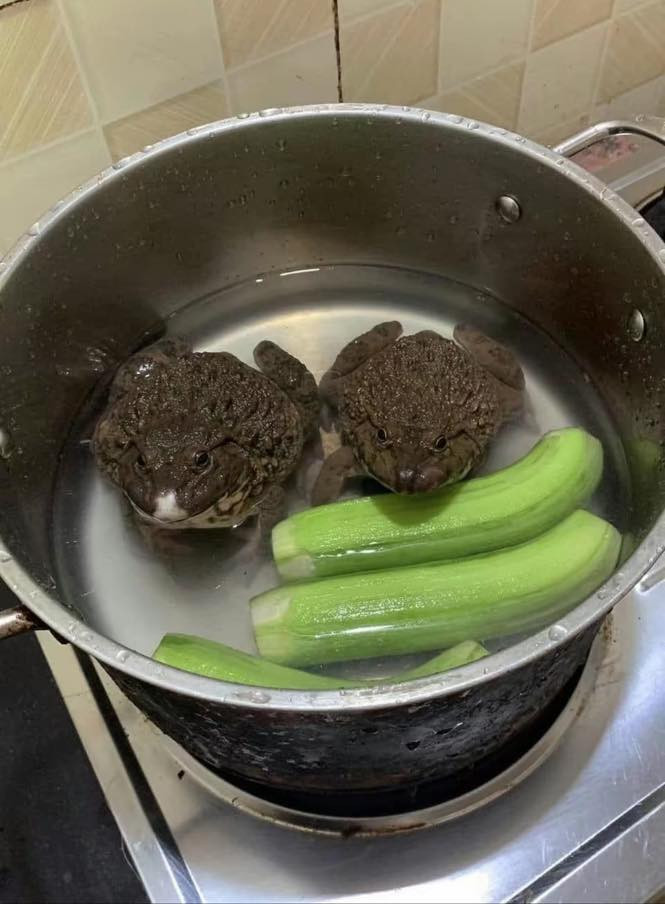 Loạt ảnh nấu ăn gần đây được 1 fanpage chia sẻ khiến nhiều người bất lực với trình độ người nấu. Hôm nay có món ếch xào mướp, nhưng có lẽ cô gái này để ếch tự làm thịt, mướp tự cắt, chỉ cần hô thần chú "úm ba la" là thành món ăn ngon.