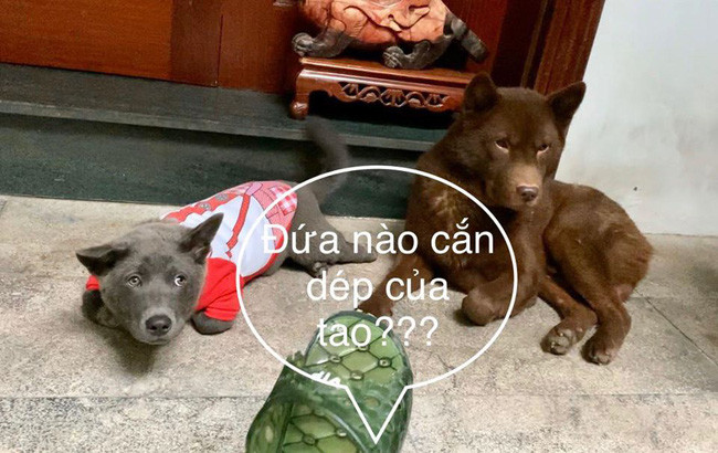 Thậm chí, người bán hàng còn chú thích thêm các loại mẫu mã đa dạng cho khách hàng lựa chọn. Nào là gặm bằng răng hàm, gặm bằng răng khôn, gặm bằng răng sữa, gặm cả hàm..., tất cả đều được liệt kê chi tiết.