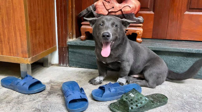 Không riêng gì đôi dép nhựa lỗ màu xanh, hầu hết những chiếc dép khác trong nhà đều bị Dúi "chén" sạch.