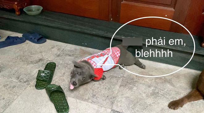 Điều đáng nói là, khi khổ chủ đã cố giữ bình tĩnh để hỏi rõ chuyện thì Dúi lại thể hiện thần thái rất hài hước, gây cười cho cư dân mạng.