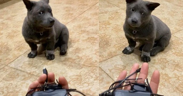 Ngoài dép, Dúi còn chuyên đi cắn phá đồ đạc khác trong nhà. Biểu cảm khó đỡ này của chú chó quốc dân đã từng gây sốt MXH một thời.