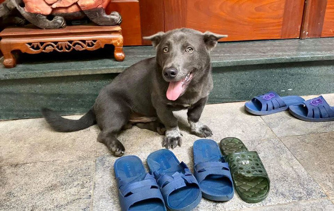 Tưởng chừng những đôi dép bị gặm nham nhở ấy trở thành thứ bỏ đi, ấy vậy mà nó lại nổi tiếng hơn cả bản thân Nguyễn Văn Dúi.