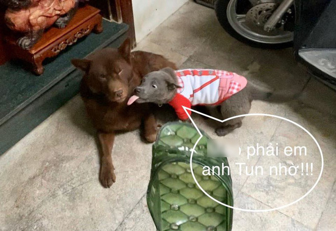 Các fan của Dúi nháo nhào vào ủng hộ cho thần tượng của mình, nhưng bài rao bán đã bị xóa đi sau đó.