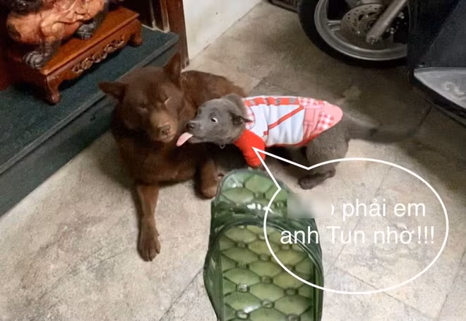 Các fan của Dúi nháo nhào vào ủng hộ cho thần tượng của mình, nhưng bài rao bán đã bị xóa đi sau đó.