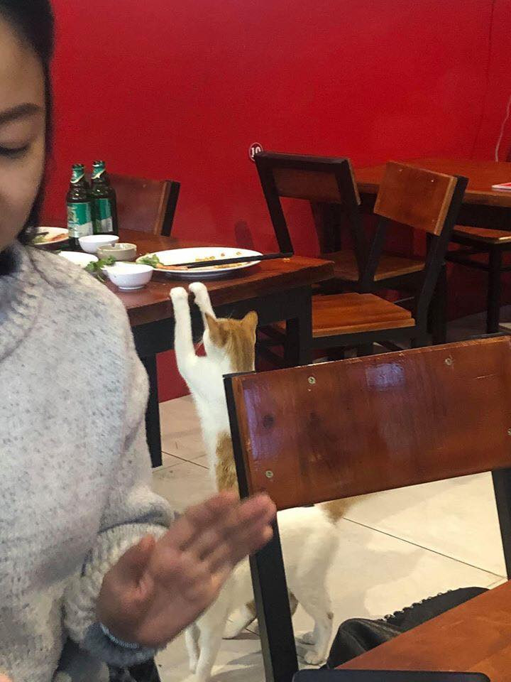 Qua những bức ảnh có thể thấy, chú mèo có thân hình núc ních thịt, không hề giống bị bỏ đói. Có thể đây là kết quả của việc lang thang xin ăn hoặc cũng có thể chú ta chỉ xin ăn vì đam mê.