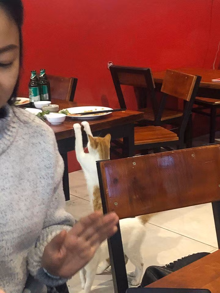 Qua những bức ảnh có thể thấy, chú mèo có thân hình núc ních thịt, không hề giống bị bỏ đói. Có thể đây là kết quả của việc lang thang xin ăn hoặc cũng có thể chú ta chỉ xin ăn vì đam mê.