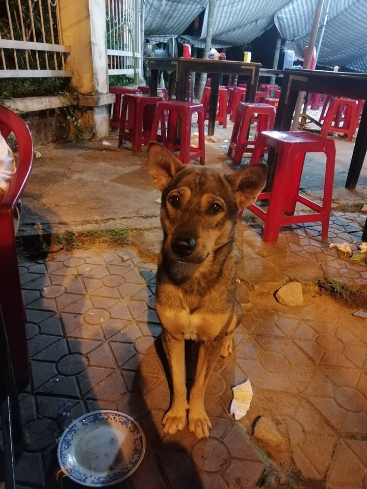 Xin ăn một vài miếng có thể chưa đủ nên chú chó này mang cả đĩa đựng đồ ăn xin được cho nhiều. Đúng là một chú chó biết lo xa.