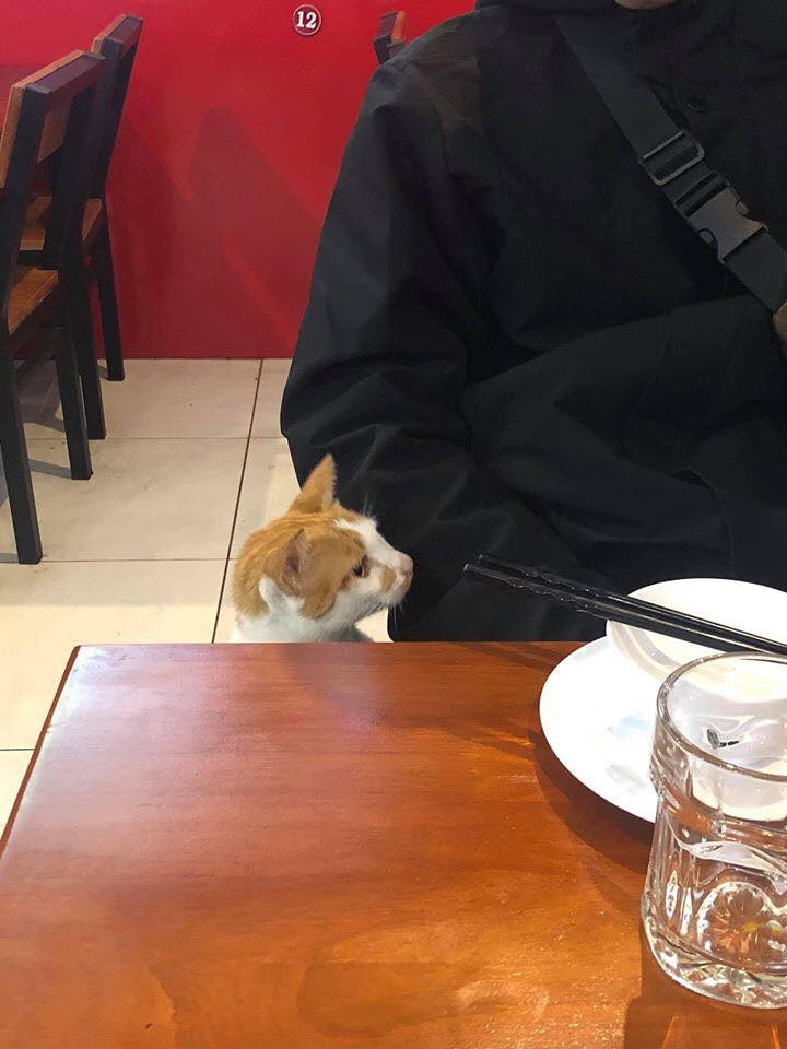 Được biết, những hình ảnh của chú mèo xin ăn mất hết liêm xỉ này được ghi lại tại một quán ăn ở Đà Lạt. Theo chủ nhân của những tấm hình, "kẻ ăn xin" lang thang khắp các bàn, dùng ánh mắt "ma mị" để xin đồ ăn.