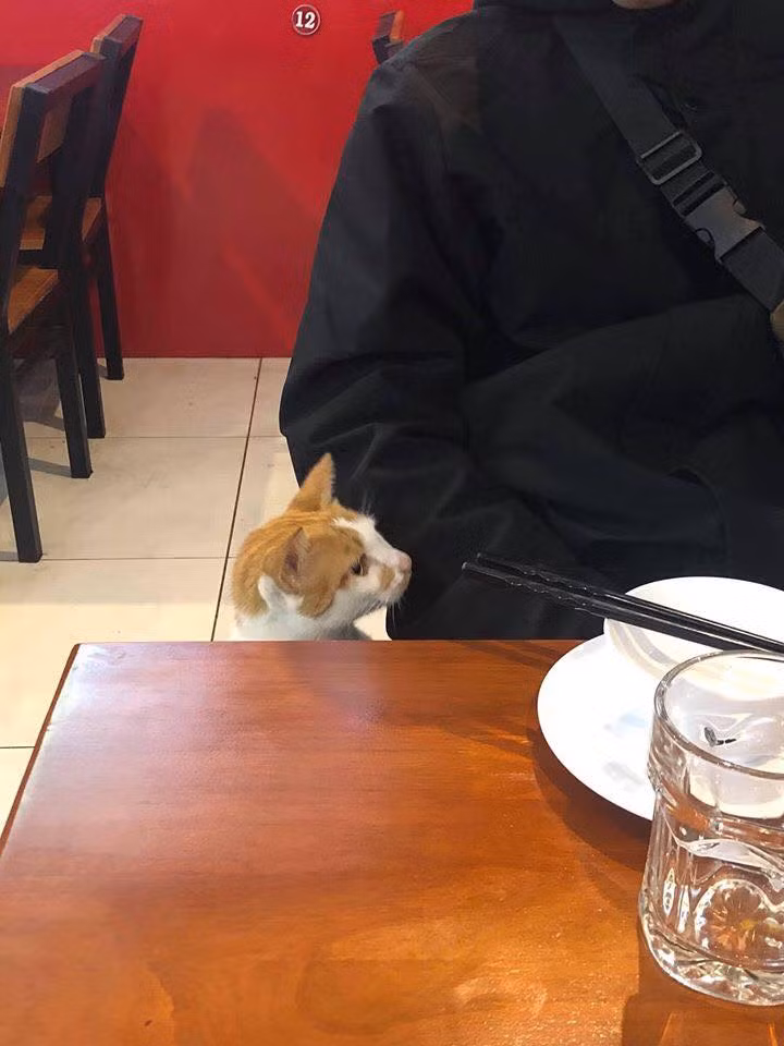 Được biết, những hình ảnh của chú mèo xin ăn mất hết liêm xỉ này được ghi lại tại một quán ăn ở Đà Lạt. Theo chủ nhân của những tấm hình, "kẻ ăn xin" lang thang khắp các bàn, dùng ánh mắt "ma mị" để xin đồ ăn.