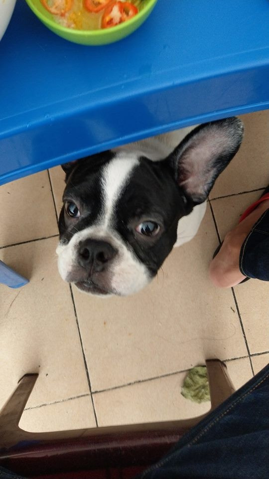 Ngay cả những chú chó tây béo ú nu cũng đi xin ăn vì đam mê. Gặp những trường hợp thế này đúng là quá khó xử cho thực khách.