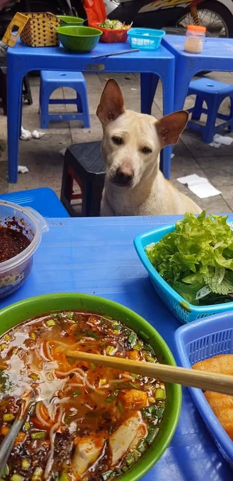 Ăn bát bún cũng không ngon vì có đôi mắt cứ nhìn chằm chằm không hề chớp.