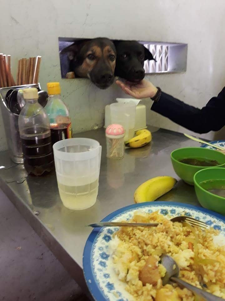 Không thể "đột nhập" vào quán để ăn xin, hai chú chó thò mặt qua ô cửa, dùng ánh mặt long lanh để "quyến rũ" thực khách.