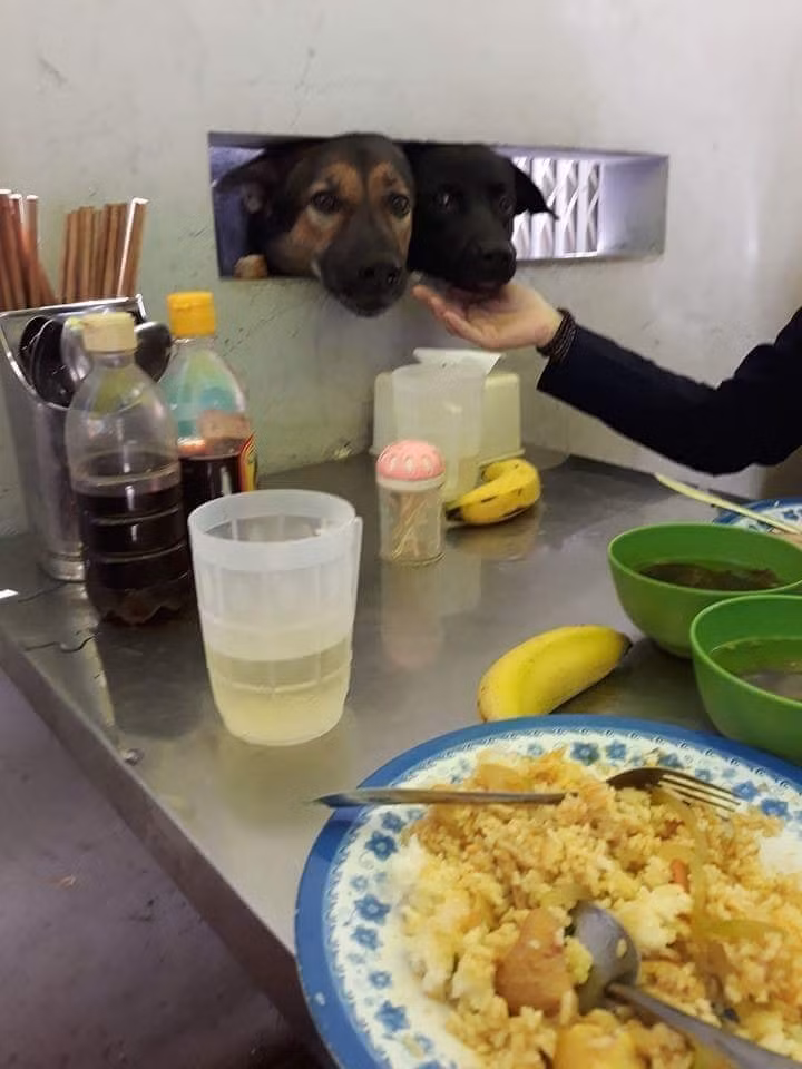 Không thể "đột nhập" vào quán để ăn xin, hai chú chó thò mặt qua ô cửa, dùng ánh mặt long lanh để "quyến rũ" thực khách.