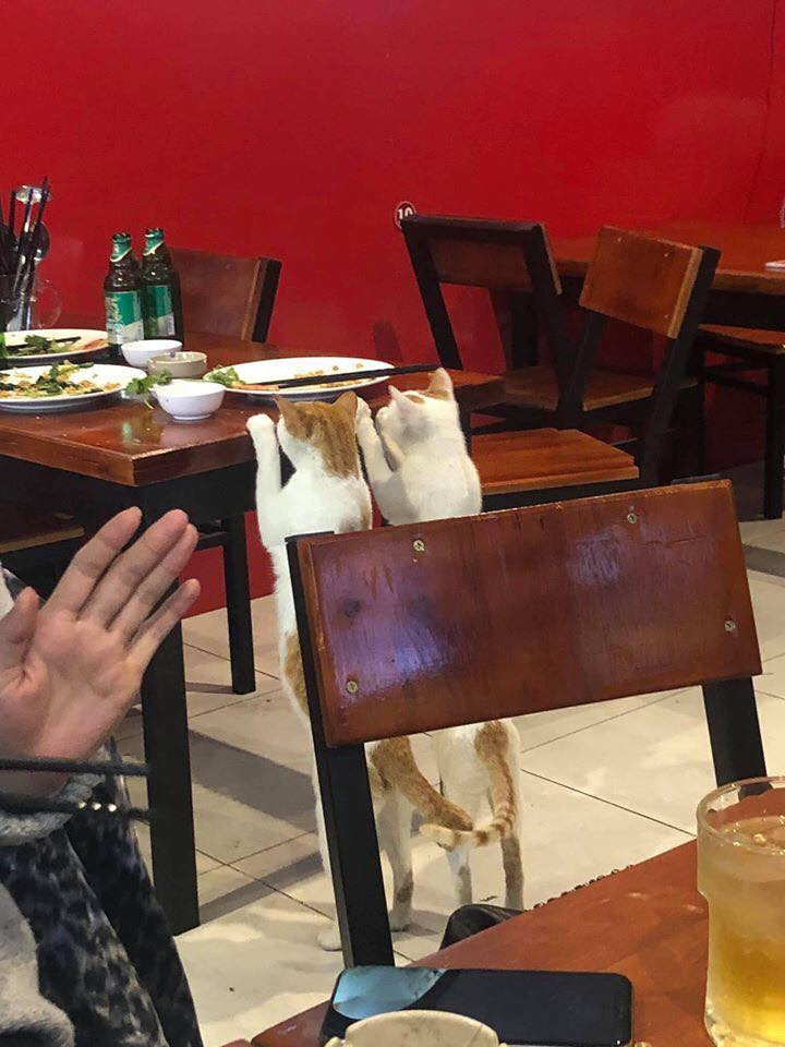 Không những vậy, mèo ăn xin còn gọi cả "đồng bọn" đến trợ giúp việc xin ăn và đánh chén nốt hộ khách hàng số đồ ăn còn thừa lại trên bàn. "Ôi nhìn thế này ai mà nỡ không cho chứ?", "Ăn cũng không ngon với mấy con mèo lắm trò này. Cho thì hết mà không cho thì lương tâm cắn rứt" - Cộng đồng mạng thích thú bình luận.