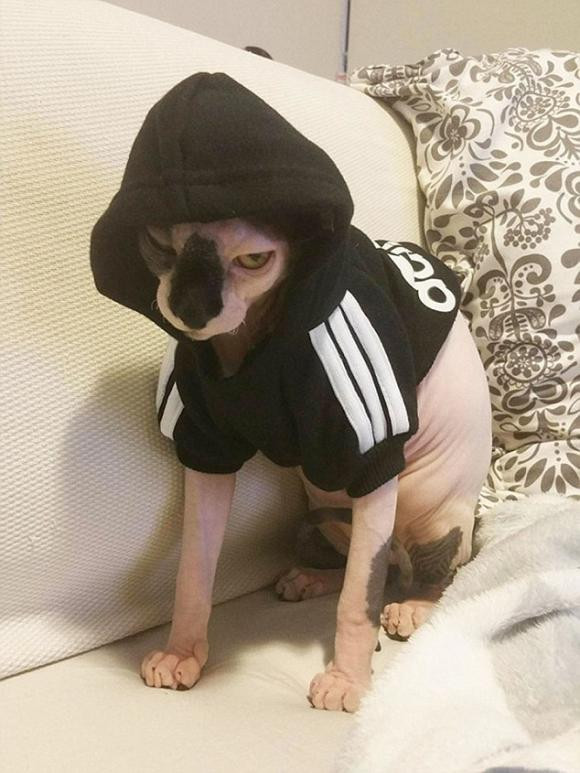 Gượng mặt rất giang hồ...