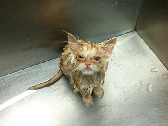 Dù bộ lông ướt nhẹp nhưng gương mặt của "quàng thượng" trông vẫn rất thách thức.