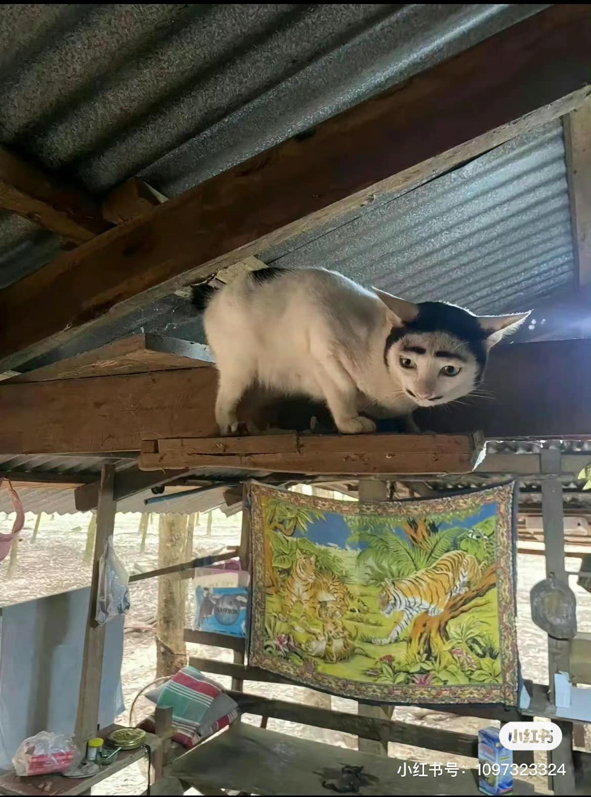 Nhiều người chỉ ra rằng chú mèo có phần lông đen trên trán là tự nhiên, còn cặp lông mày và ria mép được chủ vẽ thêm vào.