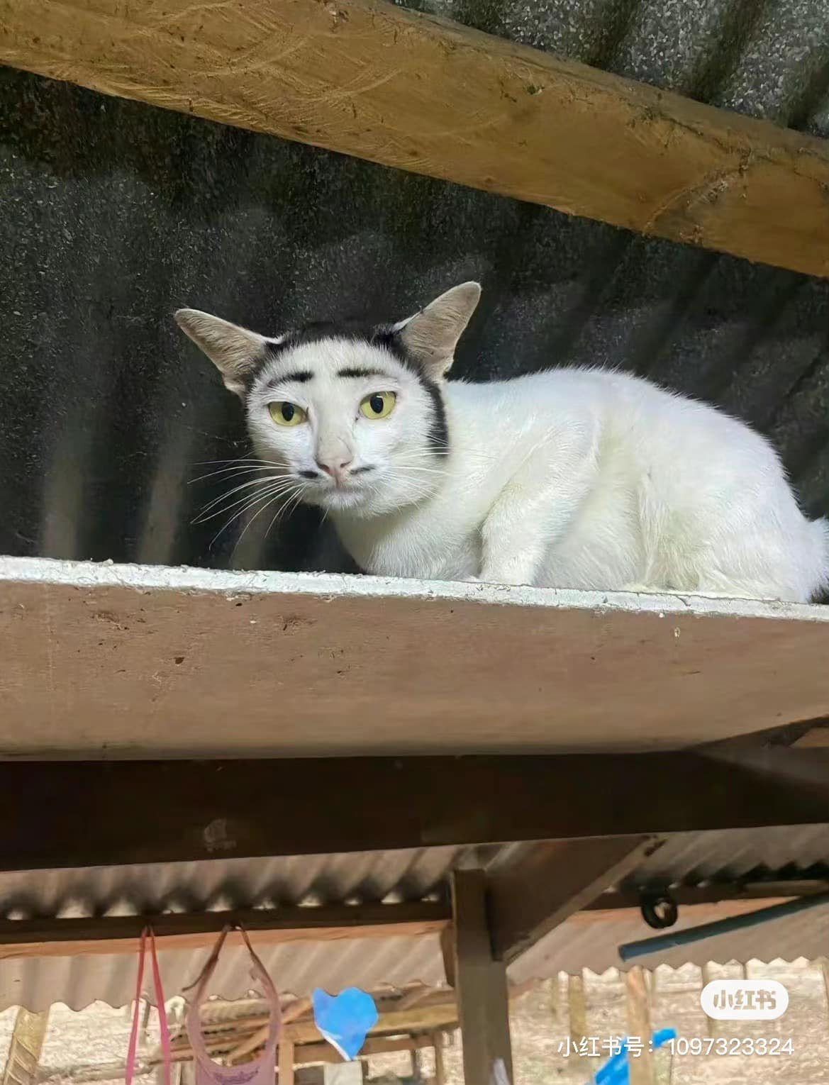 Dù chả làm gì, gương mặt của chú mèo cũng đủ khiến nhiều người không nhịn nổi cười.