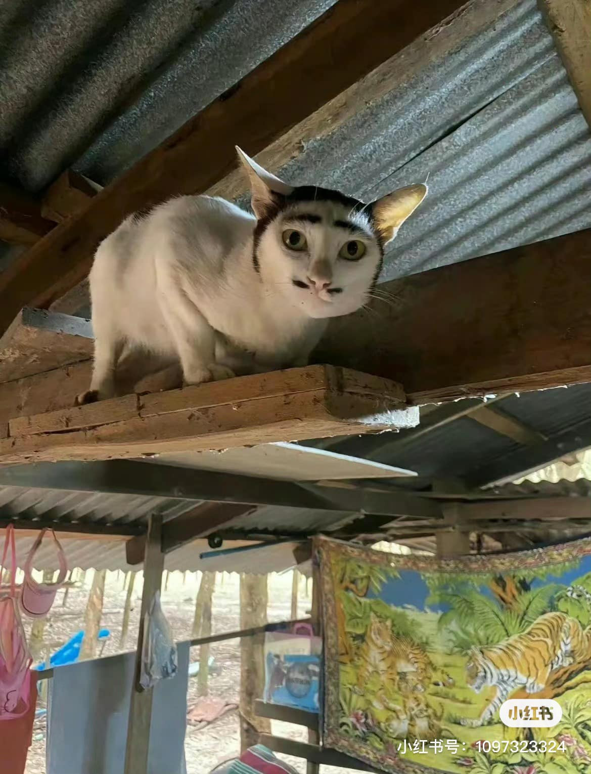 Nhiều người còn cho rằng gương mặt của "quàng thượng" này y hệt như một tên trộm.