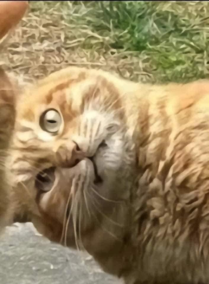 Biểu cảm hăm dọa.