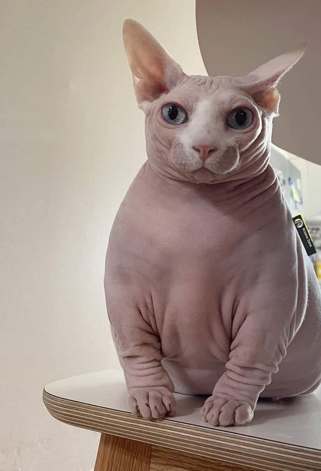 Mèo lực sĩ trong truyền thuyết là đây.