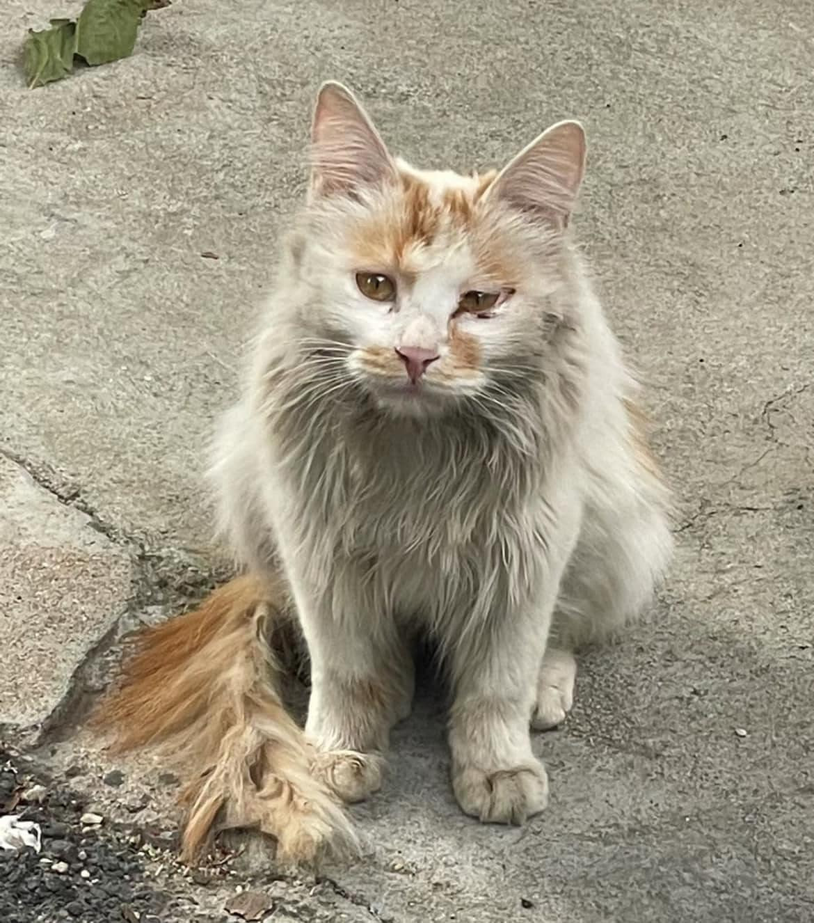 Một người chủ đã đăng tải hình ảnh chú mèo của mình khoảnh khắc trở về nhà sau 1 thời gian "đi bụi", nhìn vừa tội nhưng cũng vừa buồn cười.