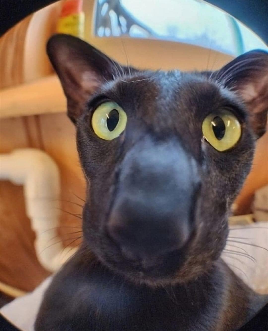 Nghĩ đến mèo, thường người ta nghĩ đến khoảnh khắc đáng yêu, mắt xanh to tròn, thế nhưng chú mèo mun này...lạ quá.